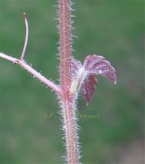 Branchlet bearing tendril and leaf